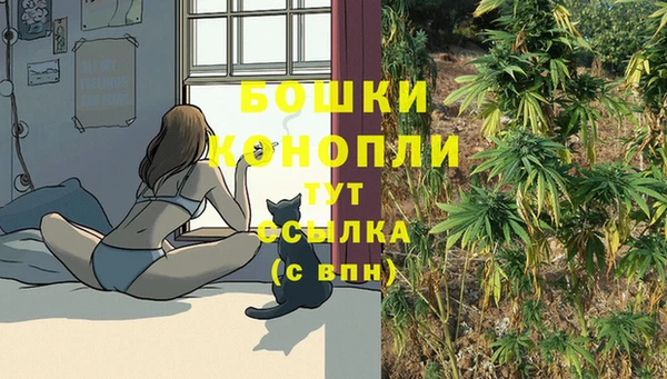 прущие грибы Абаза